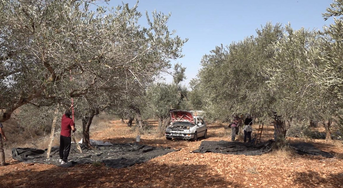 Cisjordanie : la récolte des olives vire au cauchemar pour les Palestiniens
